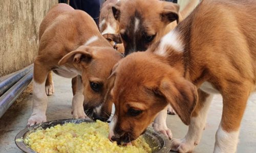 Donate - Stray Relief and Animal Welfare Vrindavan